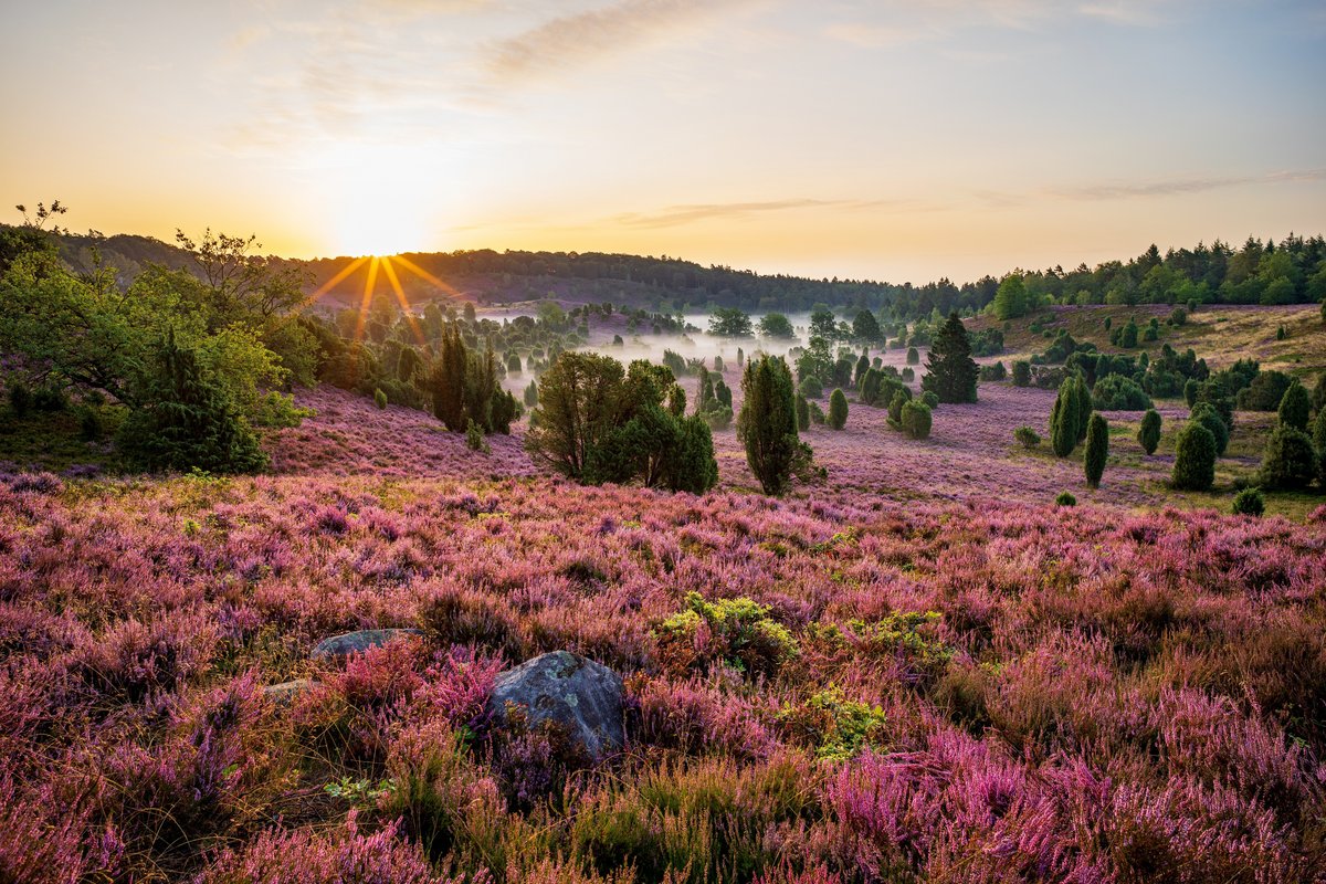 Lüneburger Heide, Deutschland